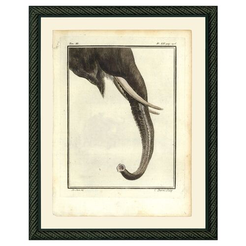 Elephant Trunk, 1780s~P76496861