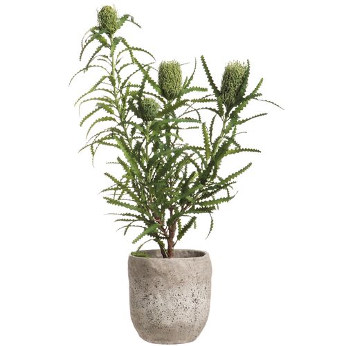 45" Banksia in Planter, Faux