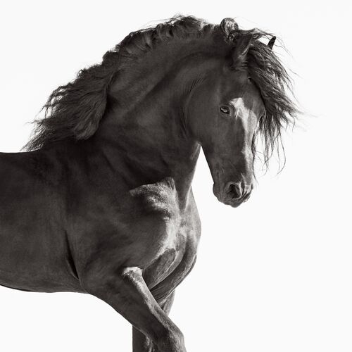 Wild Guardian Unframed Photograph, 27" x 27" Wild Guardian Unframed Photograph, 27" x 27"