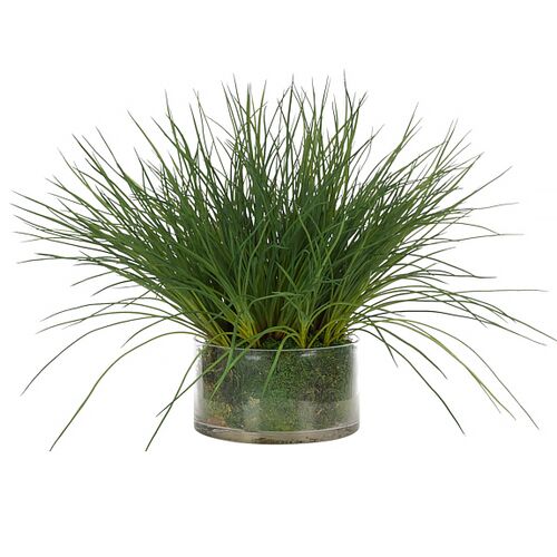 17" Grass in Glass Vase with Moss, Faux