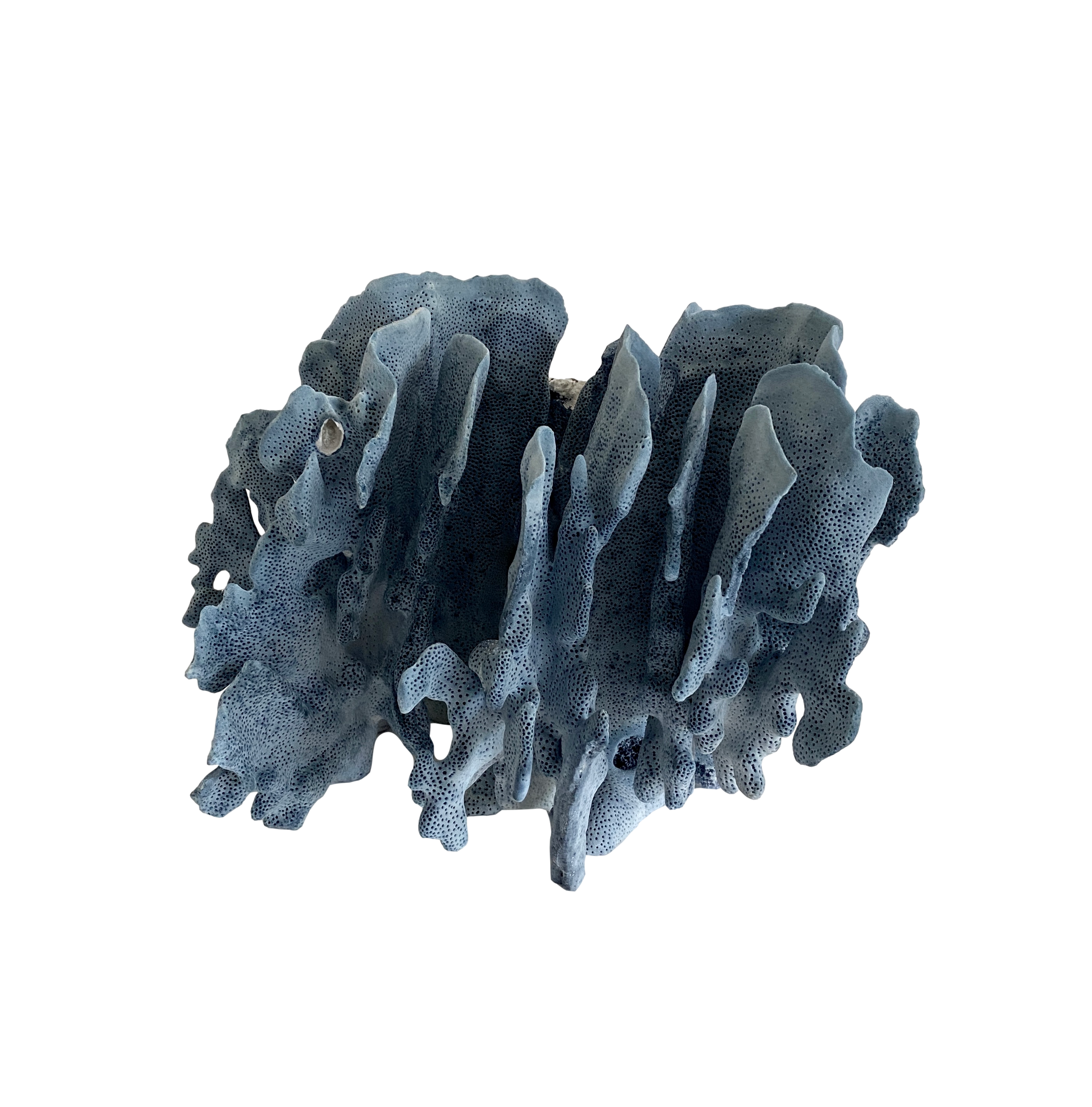 Natural Blue Coral Specimen~P77672529