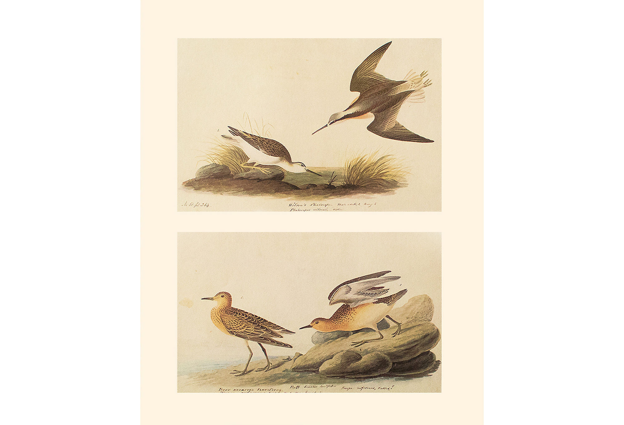 1966 Audubon, Phalarope & Sandpiper~P77575119