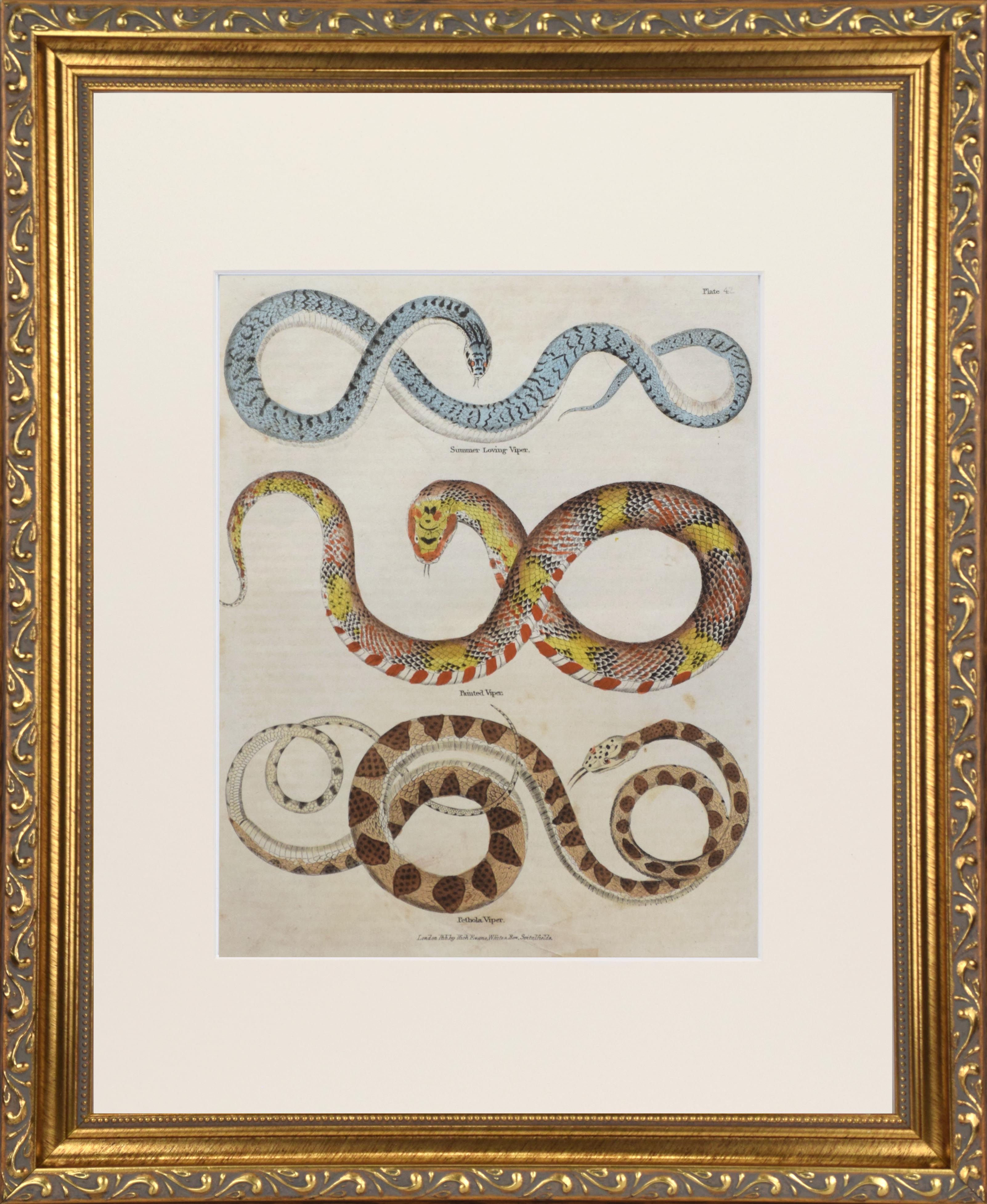 19th C. Hand Colored Snake Engraving~P77703644