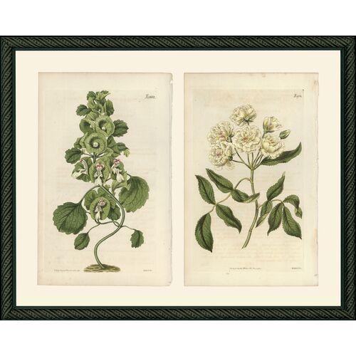 2 Curly Stem 1852 & White Rose 1954 Art Print, 12" x 15" 2 Curly Stem 1852 & White Rose 1954 Art Print, 12" x 15"