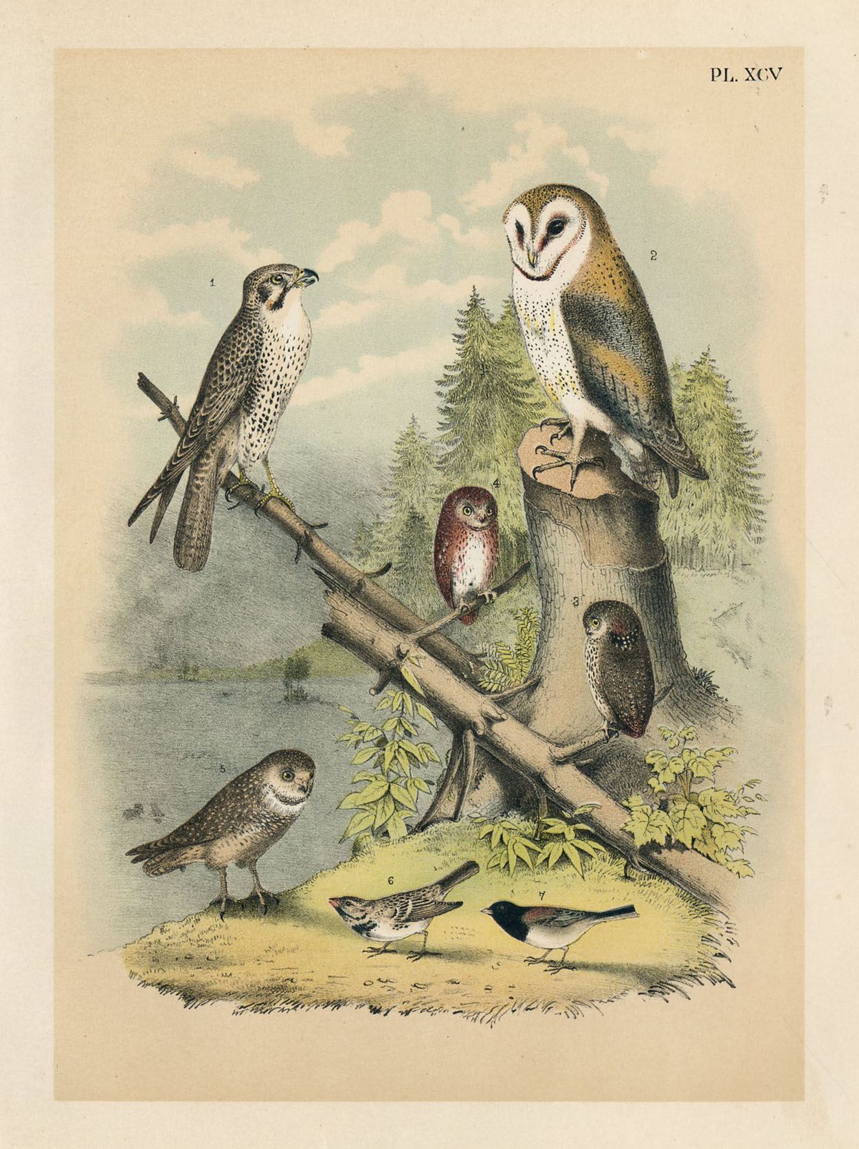 North American Owls, 1878 Lithograph~P77658301