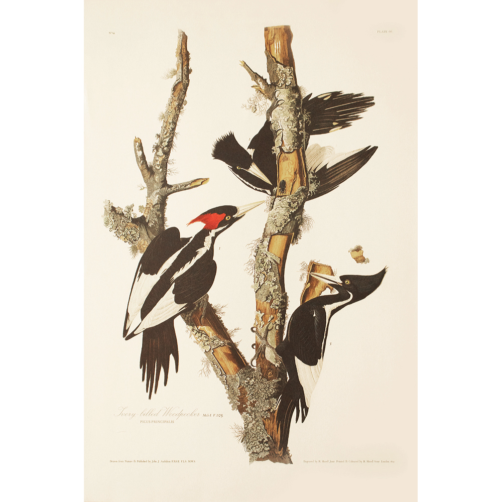 Ivory-Billed Woodpecker by Audubon~P77597714