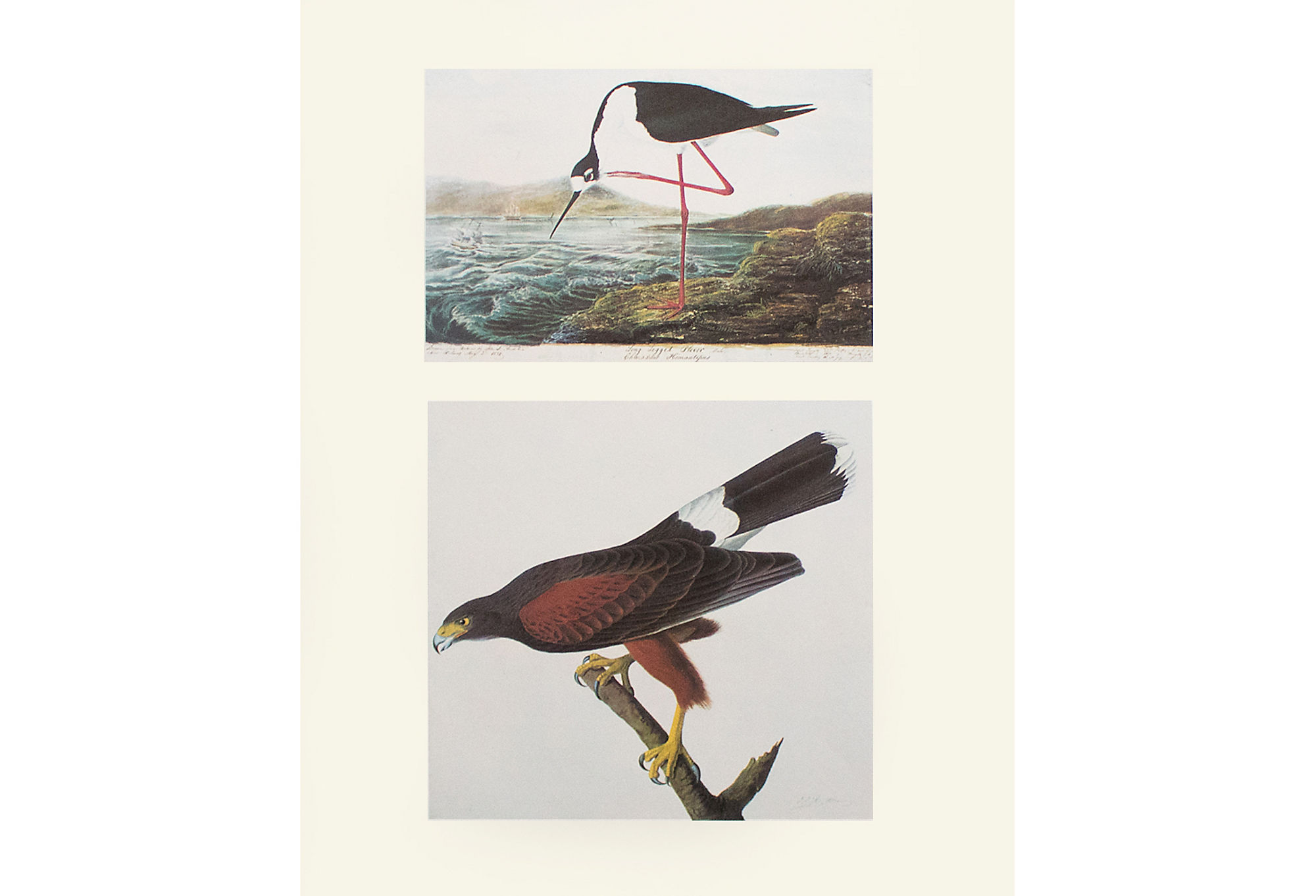 Louisiana Hawk and Stilt by Audubon~P77567734