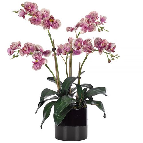 26" Orchid Phalaenopsis in Ceramic Black Pot, Faux