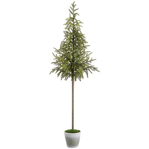 Cypress Tree in Cement Pot, Green Cypress Tree in Cement Pot, Green