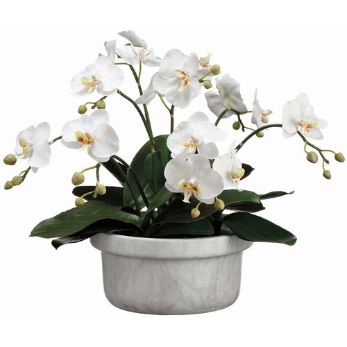 15" Phalaenopsis Orchid Plant In Terra Cotta Pot, White