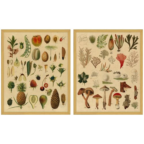 Smith & Co., Fruit & Mushroom Botanicals~P77480987