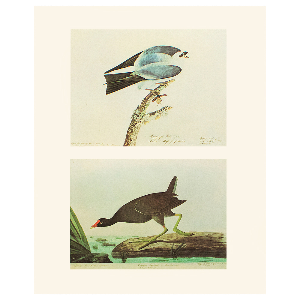 Mississippi Kite and Gallinule, Audubon~P77589913