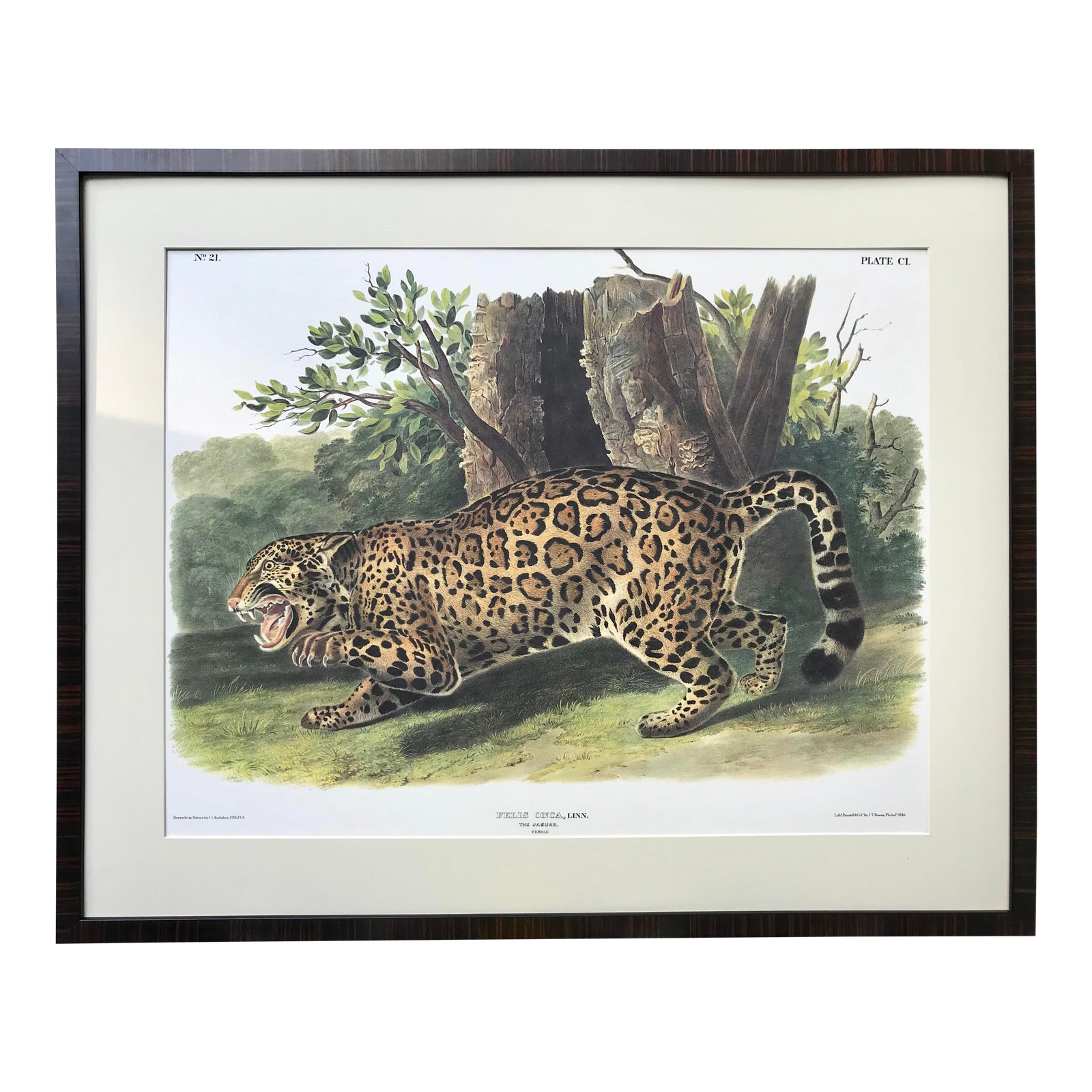 Audubon Lithograph Female Jaguar~P77652965