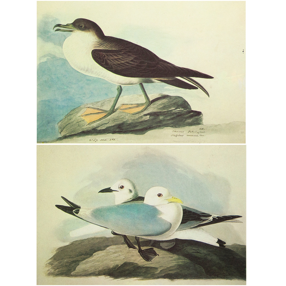 1966 Birds of America by Audubon~P77554248