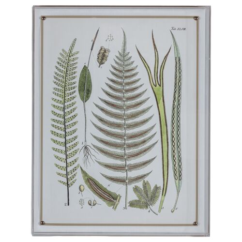 Ferns V Print, 20" x 26"