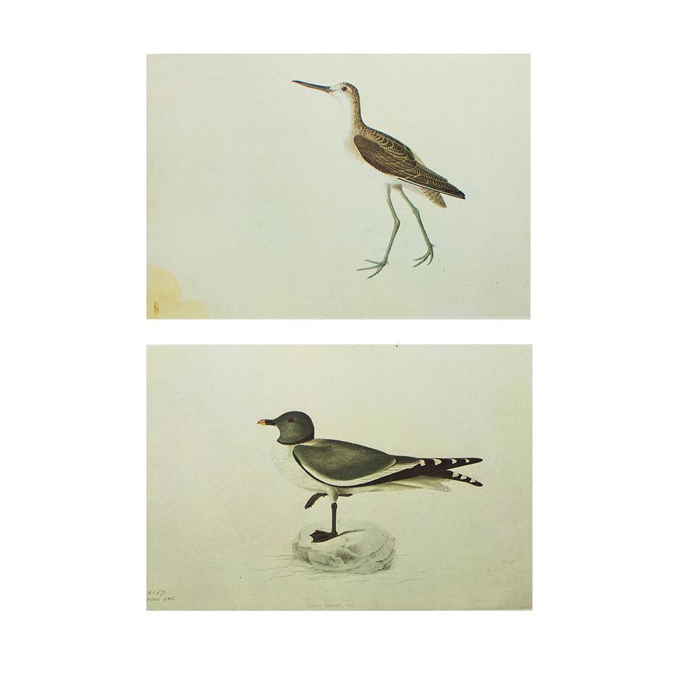 J.Audubon, Greenshank and Sabine's Gull~P77587264