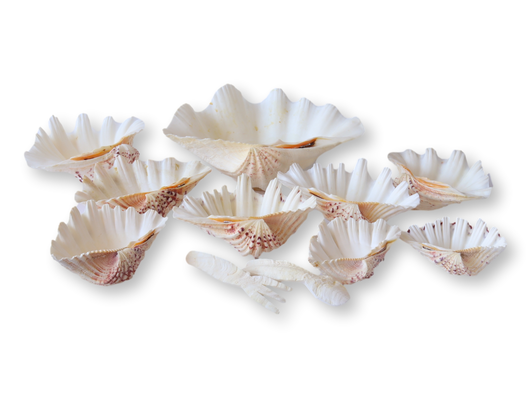 Midcentury Natural Shell Seafood Set~P77703628