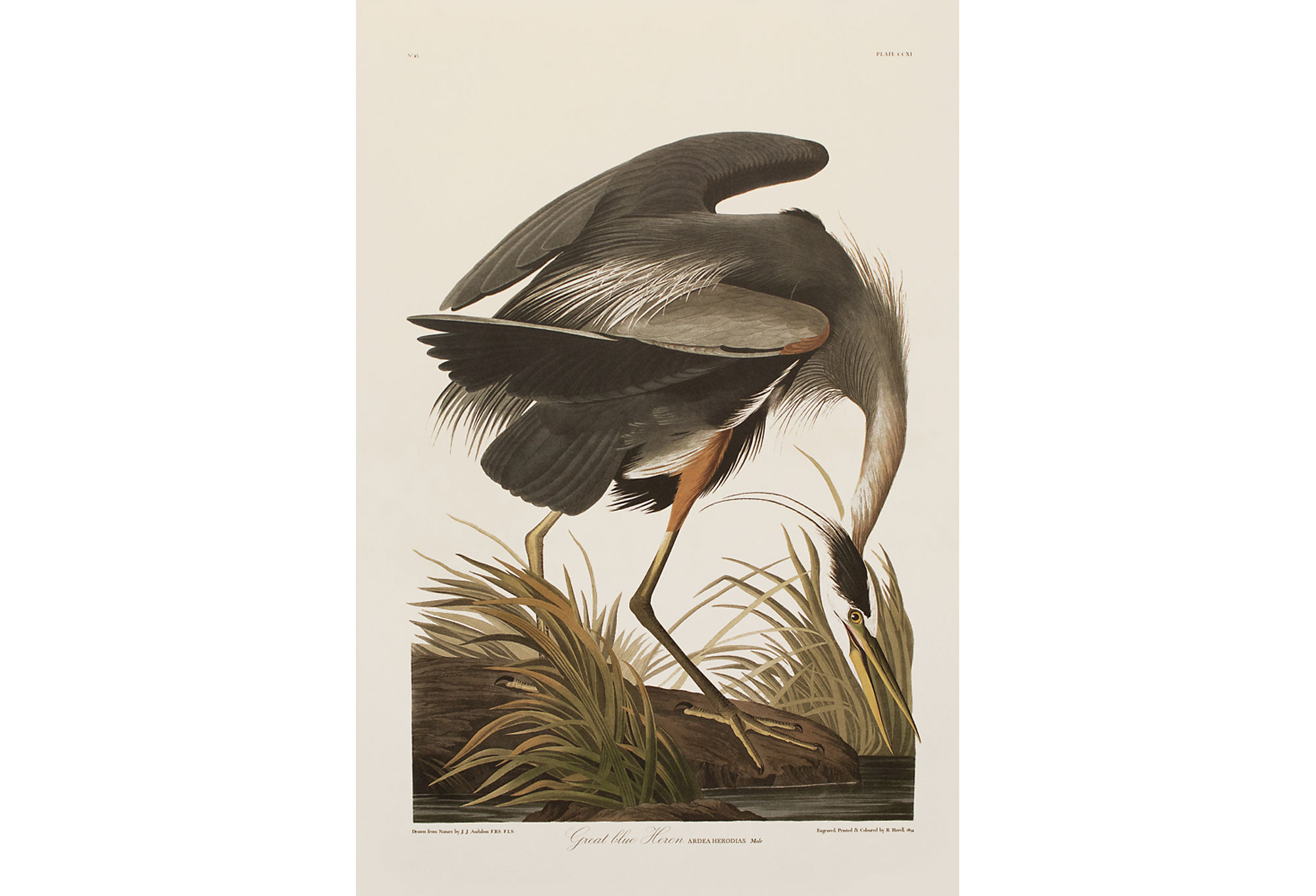 Great Blue Heron by John J. Audubon~P77597751