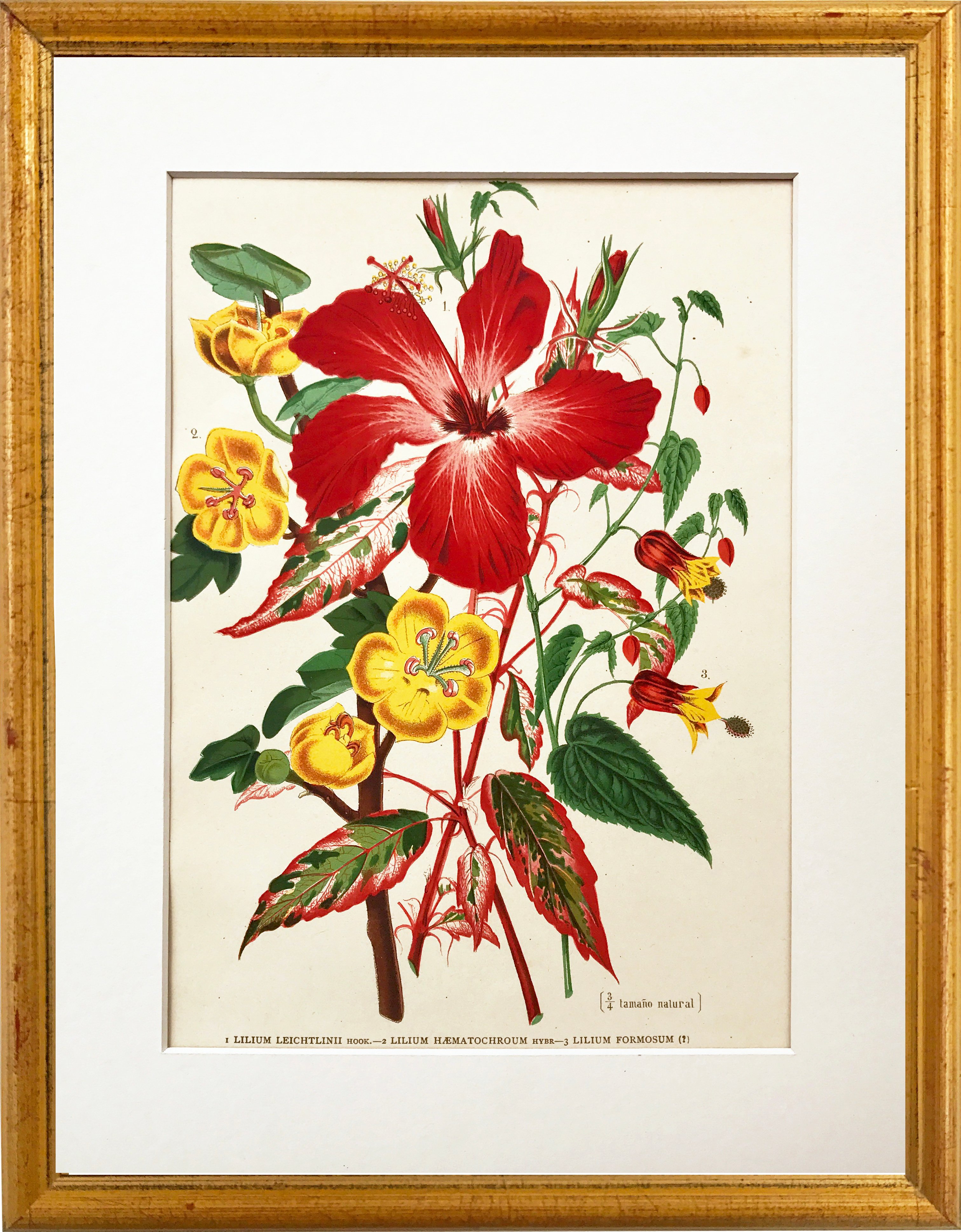 Tropical Lily Botanical, 1896~P77385794