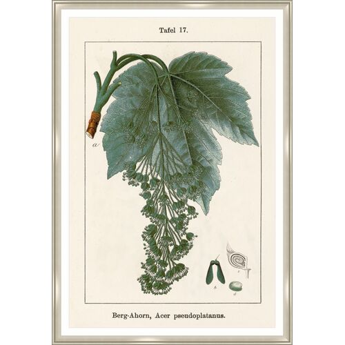 Mercurialis Perennis Print by Sofia Fox