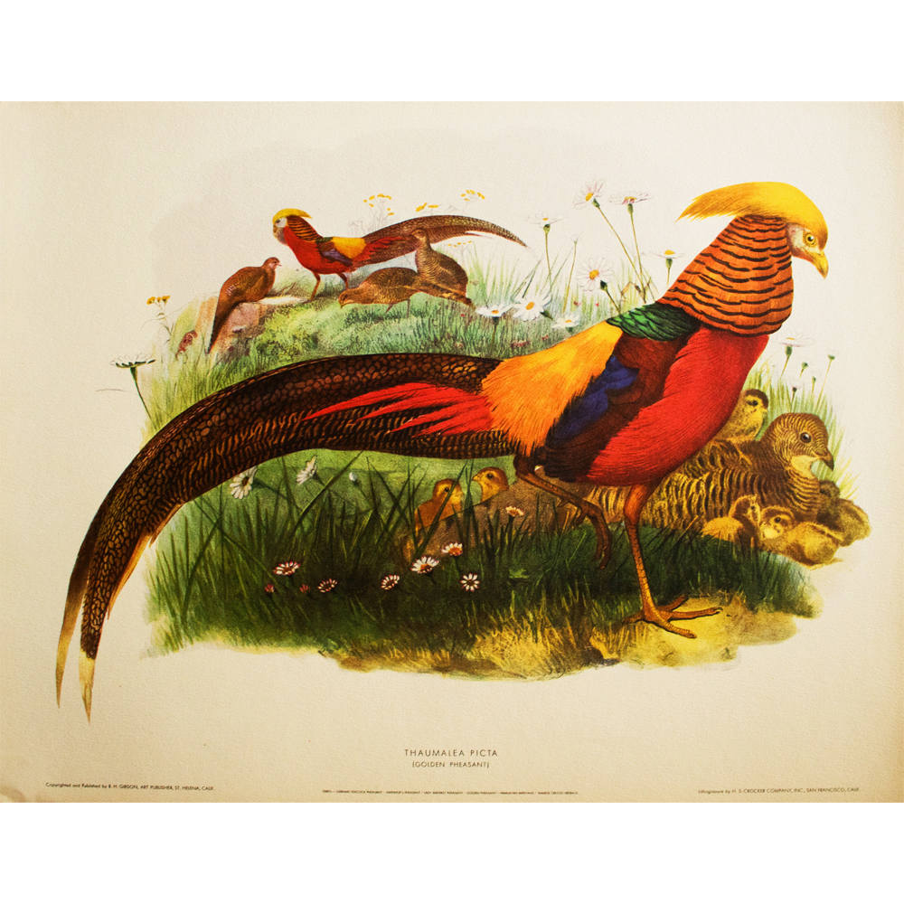 XL Golden Pheasant by Daniel G. Elliot~P77584021