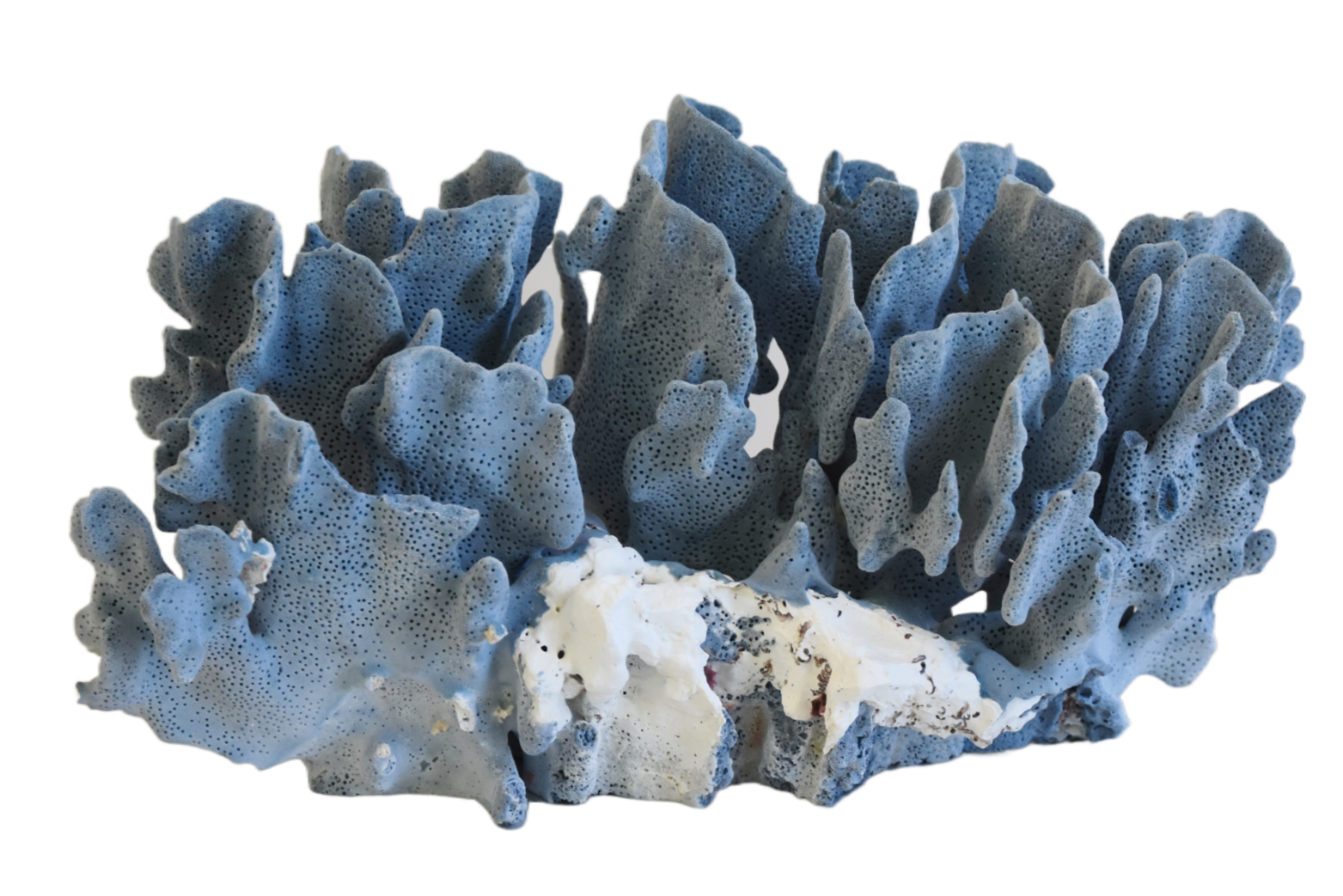 Coastal Nautical Blue Coral Specimen~P77668461