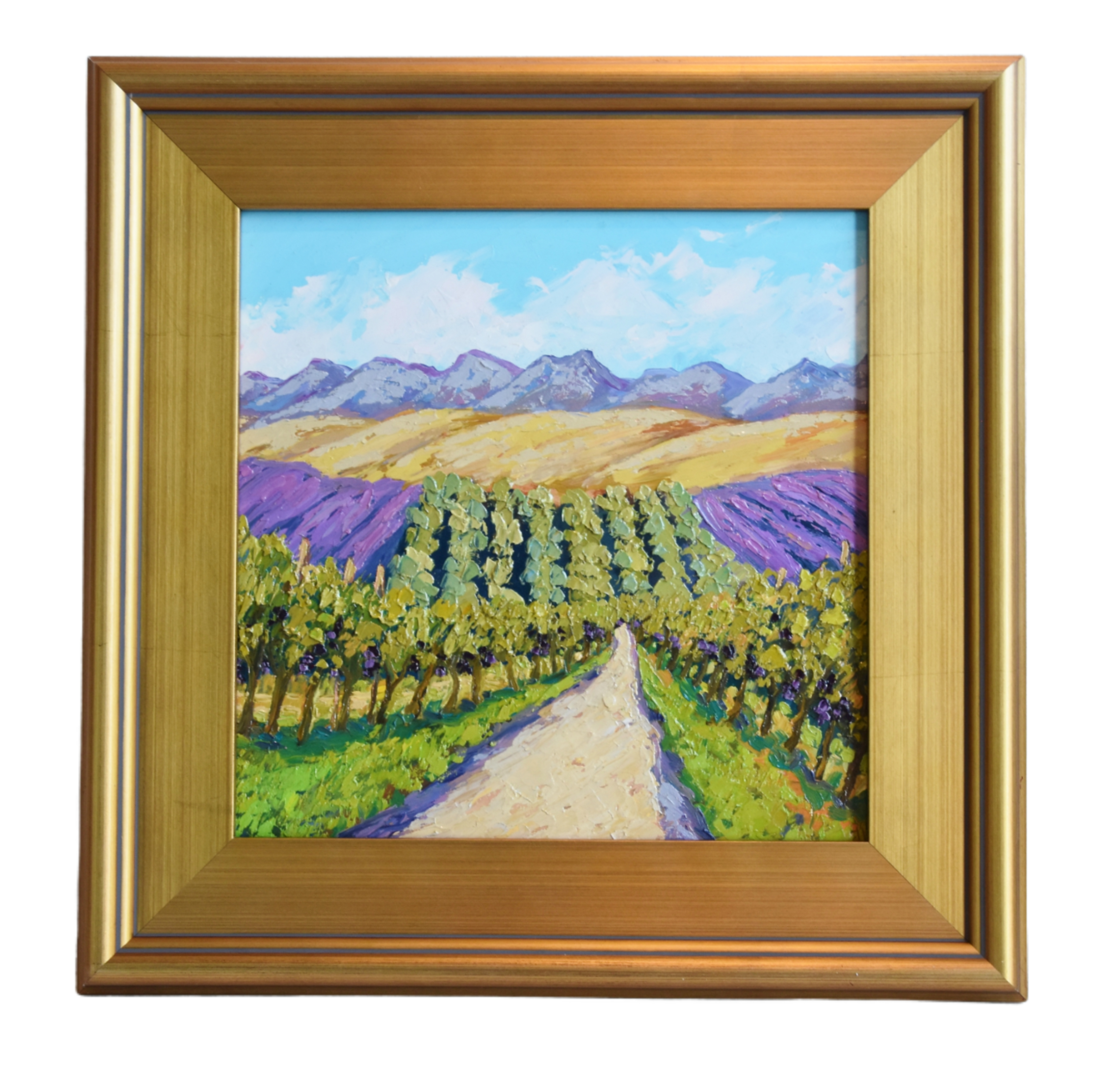 Wine Grape Vineyard & Mountain Landscape~P77666732