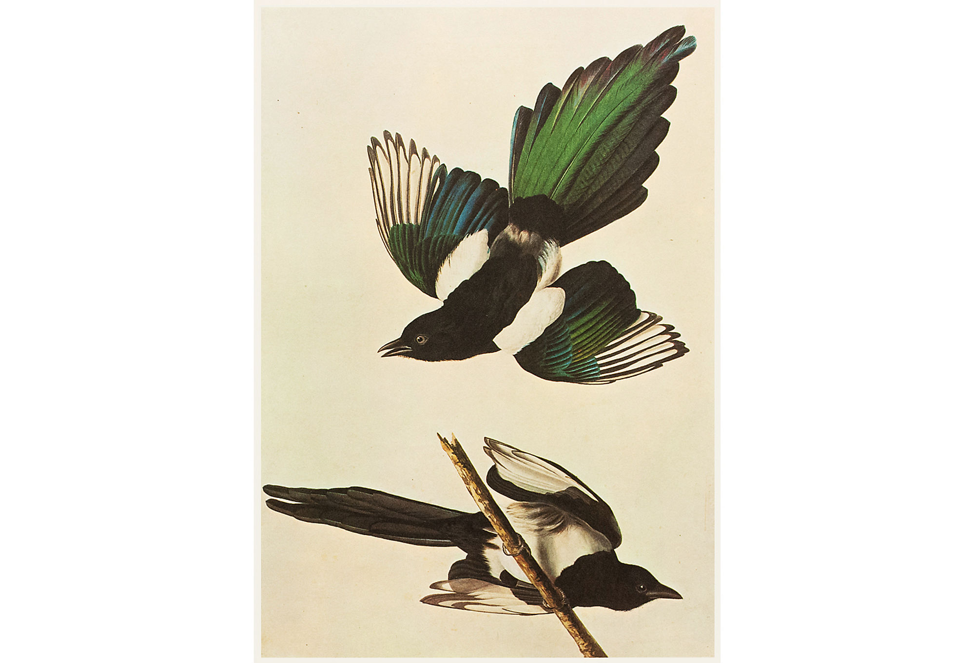 1966 Audubon, American Magpie~P77587875