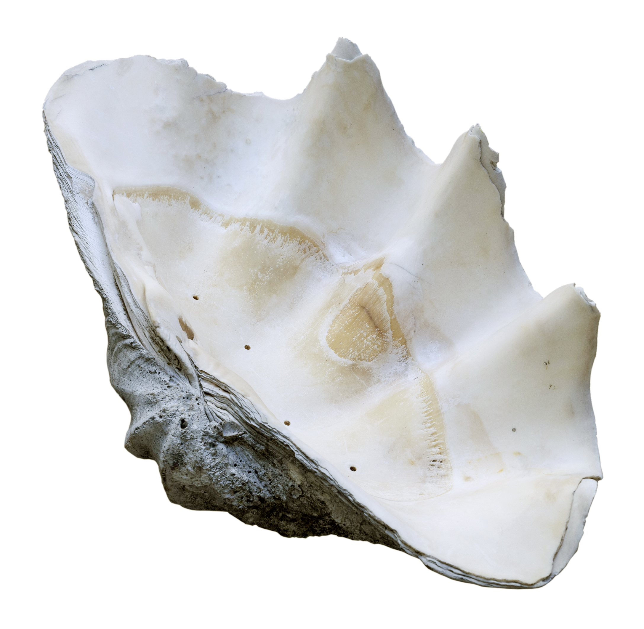 Giant Clam Shell South Seas #3~P77669006