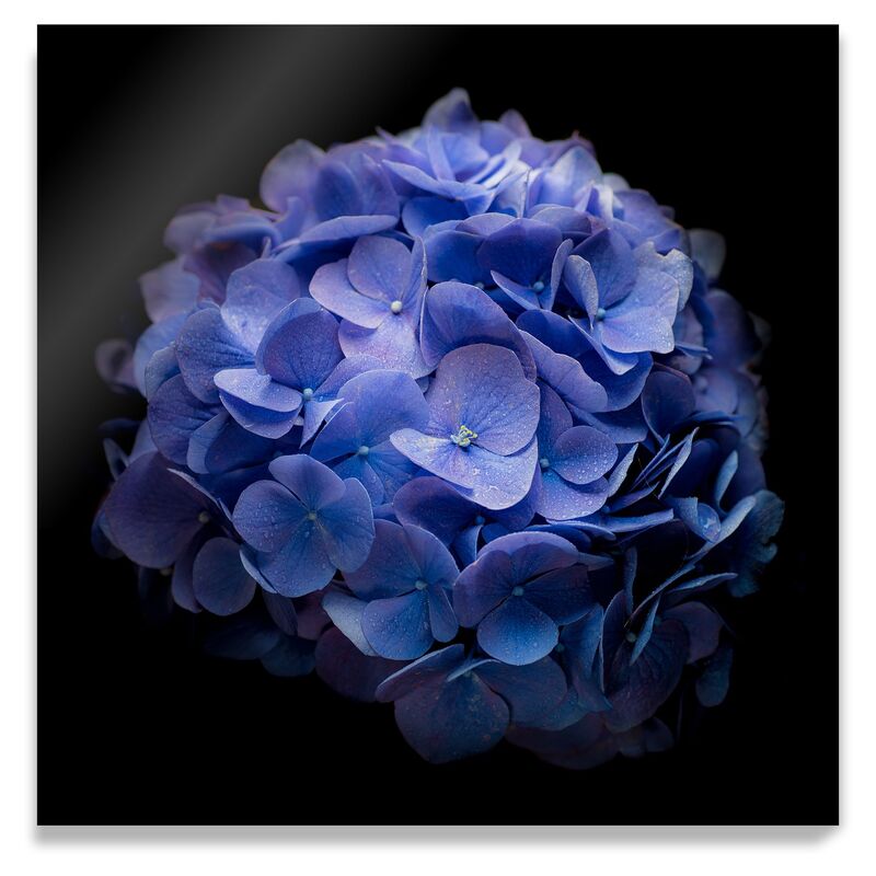 James Ogilvy, Blue Hydrangea