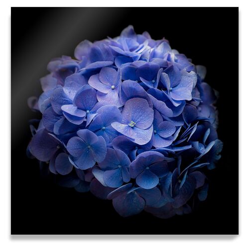 James Ogilvy, Blue Hydrangea~P77549194