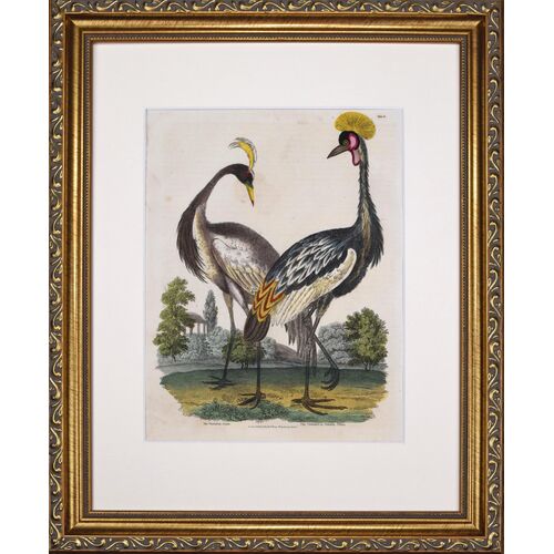 19th C. Hand Colored Crane Engraving~P77703637