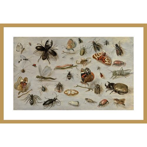 A Study of Butterflies Moths Spiders & Insects by Jan van Kessel Print