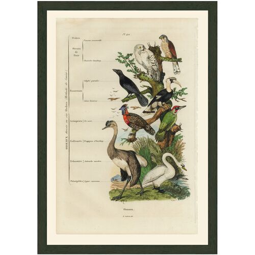Ornithology, 1837 Art Print, 21" x 14.75" Ornithology, 1837 Art Print, 21" x 14.75"