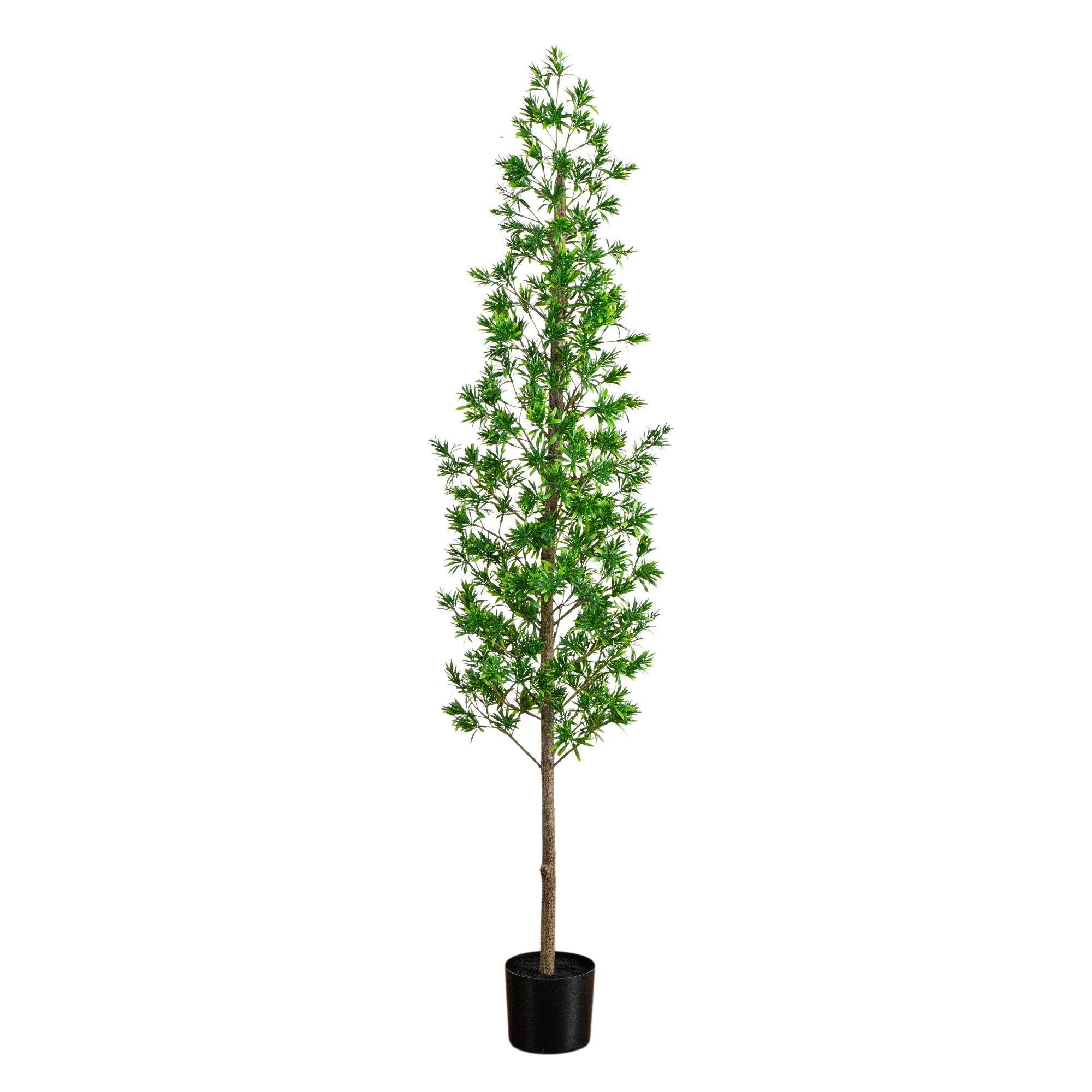 UV Resistent Podocarpus Tree (Indoor/Outdoor)
