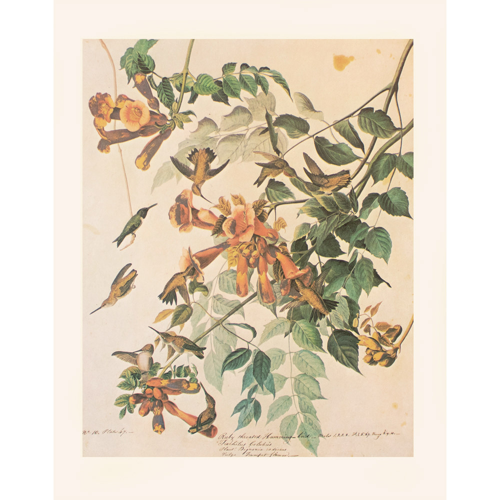 1966 Audubon, Ruby-Throated Hummingbird~P77589826