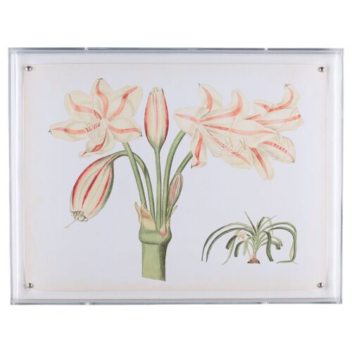 Amaryllis II Print, 20" x 26"