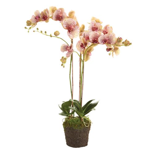 Phalaenopsis Orchid Artificial Drop-In Arrangement Phalaenopsis Orchid Artificial Drop-In Arrangement