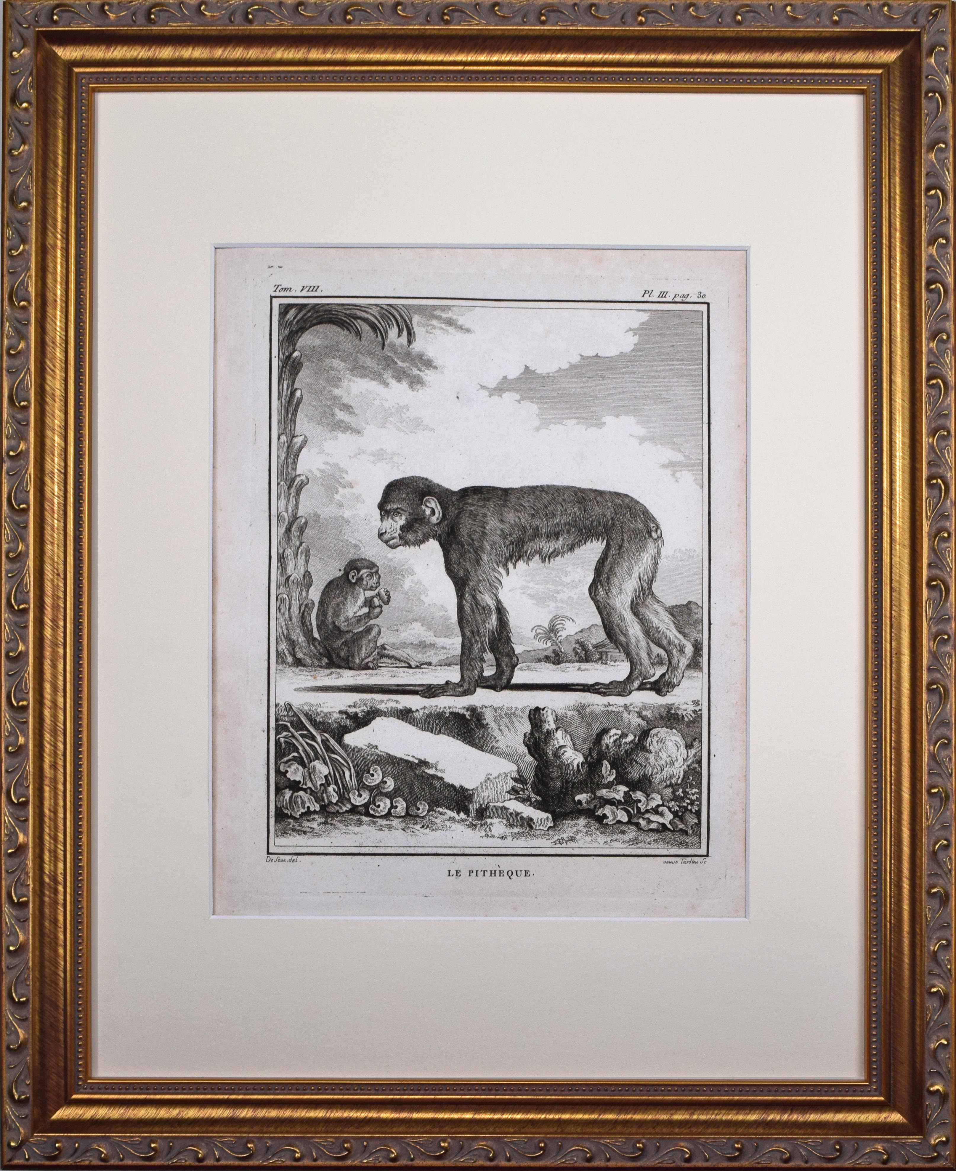 18th Century French Monkey Engraving~P77666052