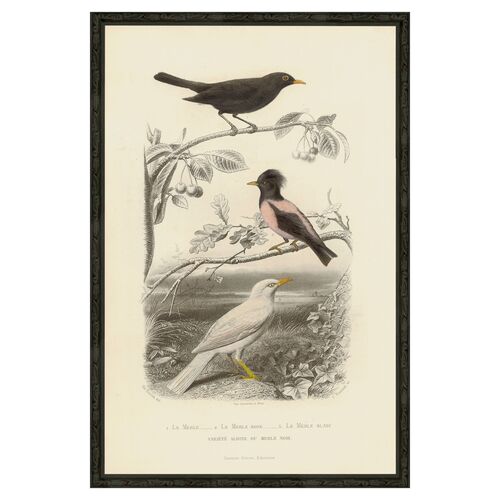 Pink Bird - Le Merle Rose, 1850~P76953873