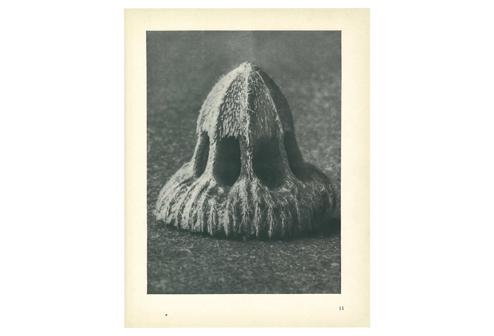 1928 Seed of Scabious, Karl Blossfeldt~P77579302