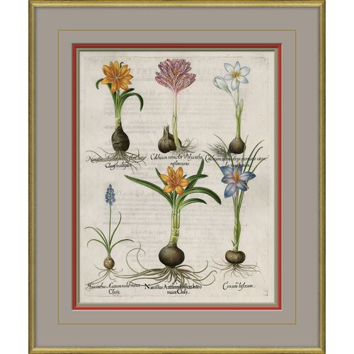 Besler Botanicals, Basilius Besler, circa 1600