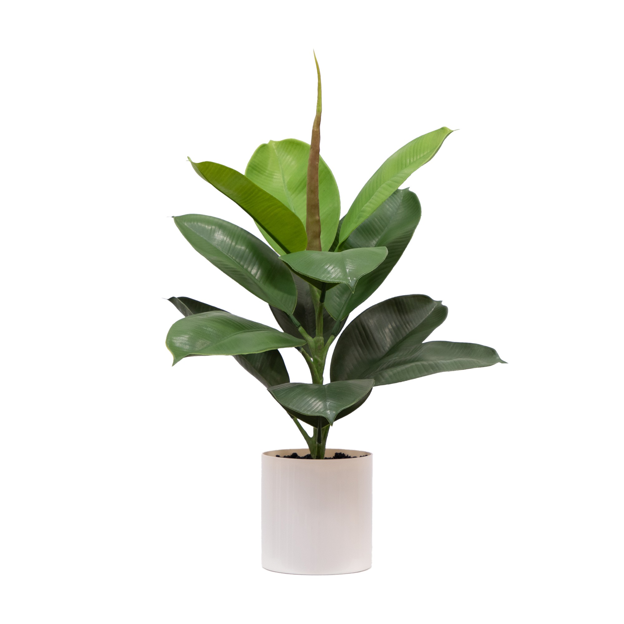 20-in Fiddle Leaf Fig Plant
