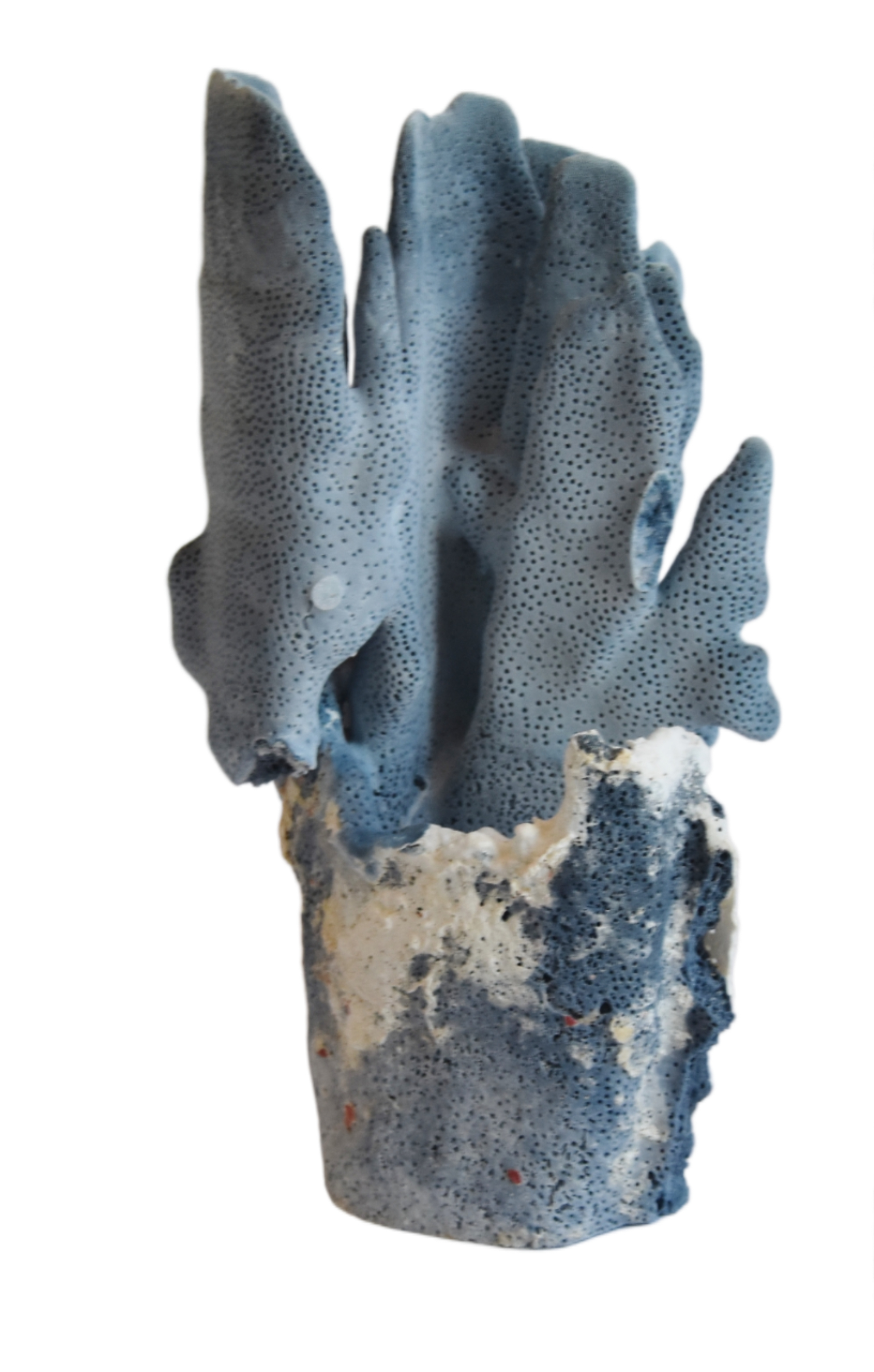 Coastal Nautical Blue Coral Specimen - Prized Pig by Mike Seratt