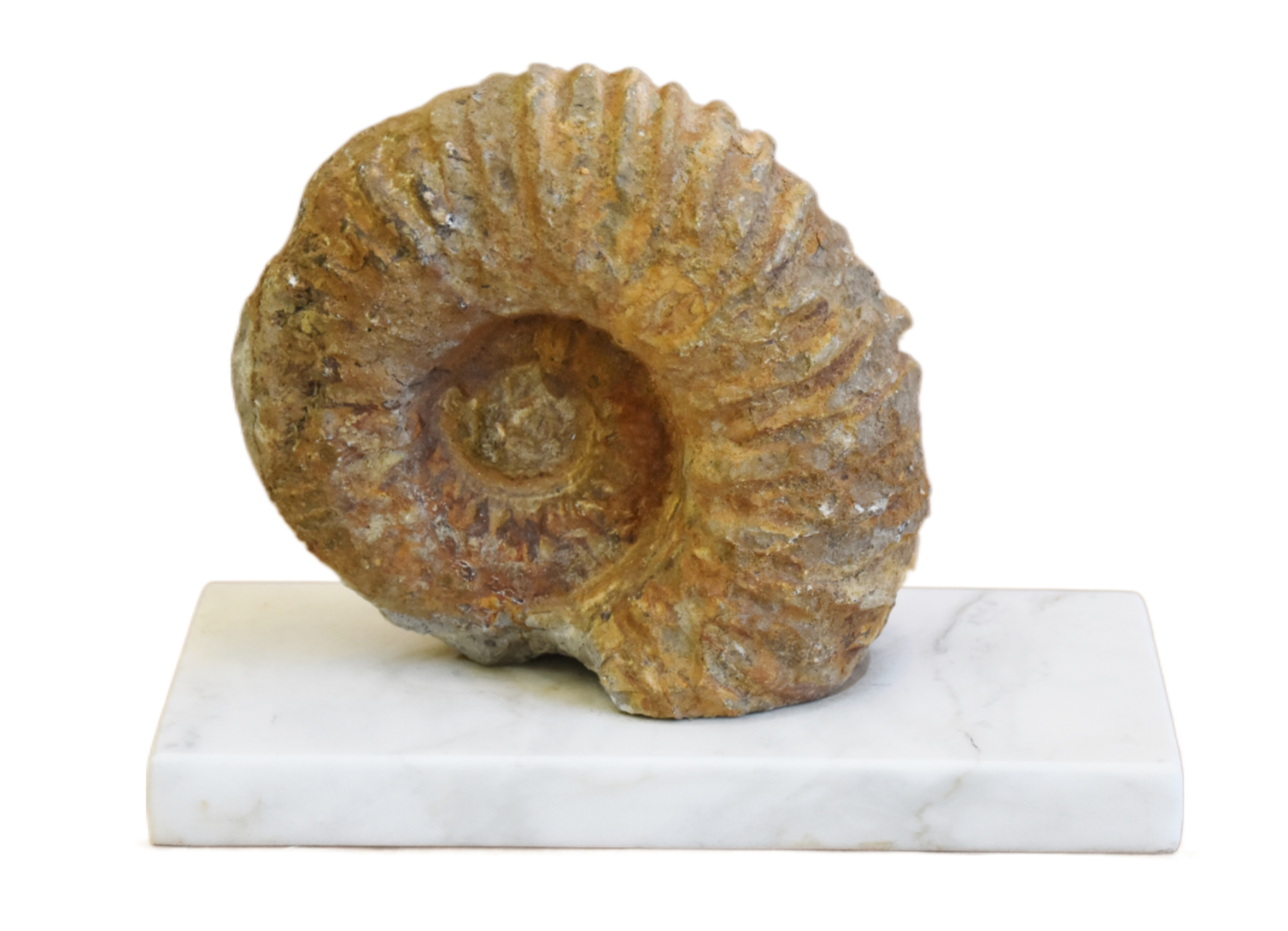 Sandstone Ammonite Fossil On Marble Base~P77669933