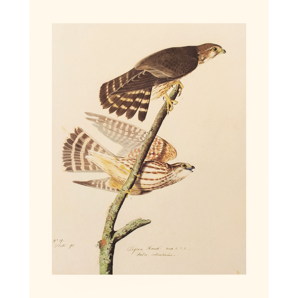 Pigeon Hawk by John J. Audubon~P77591175