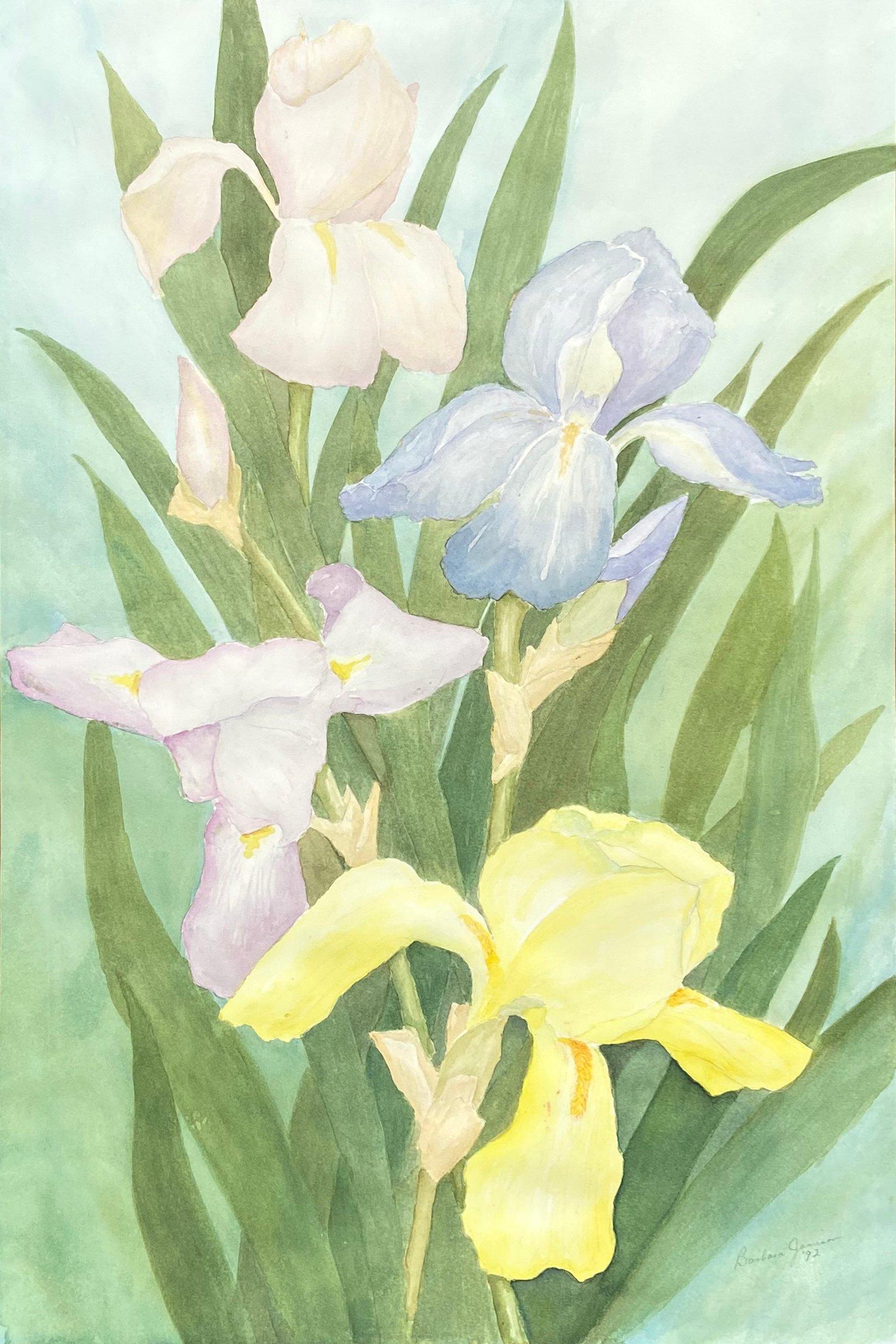 Irises by Barbara Jamison, 1992~P77603013
