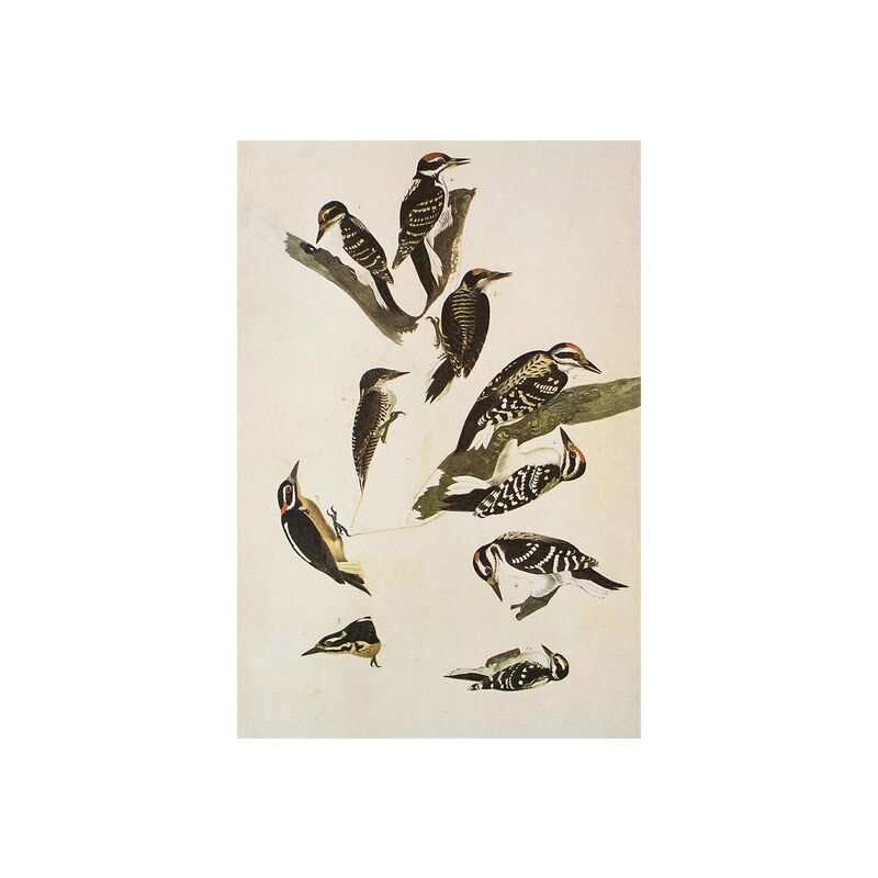 Audubon, Woodpeckers of America