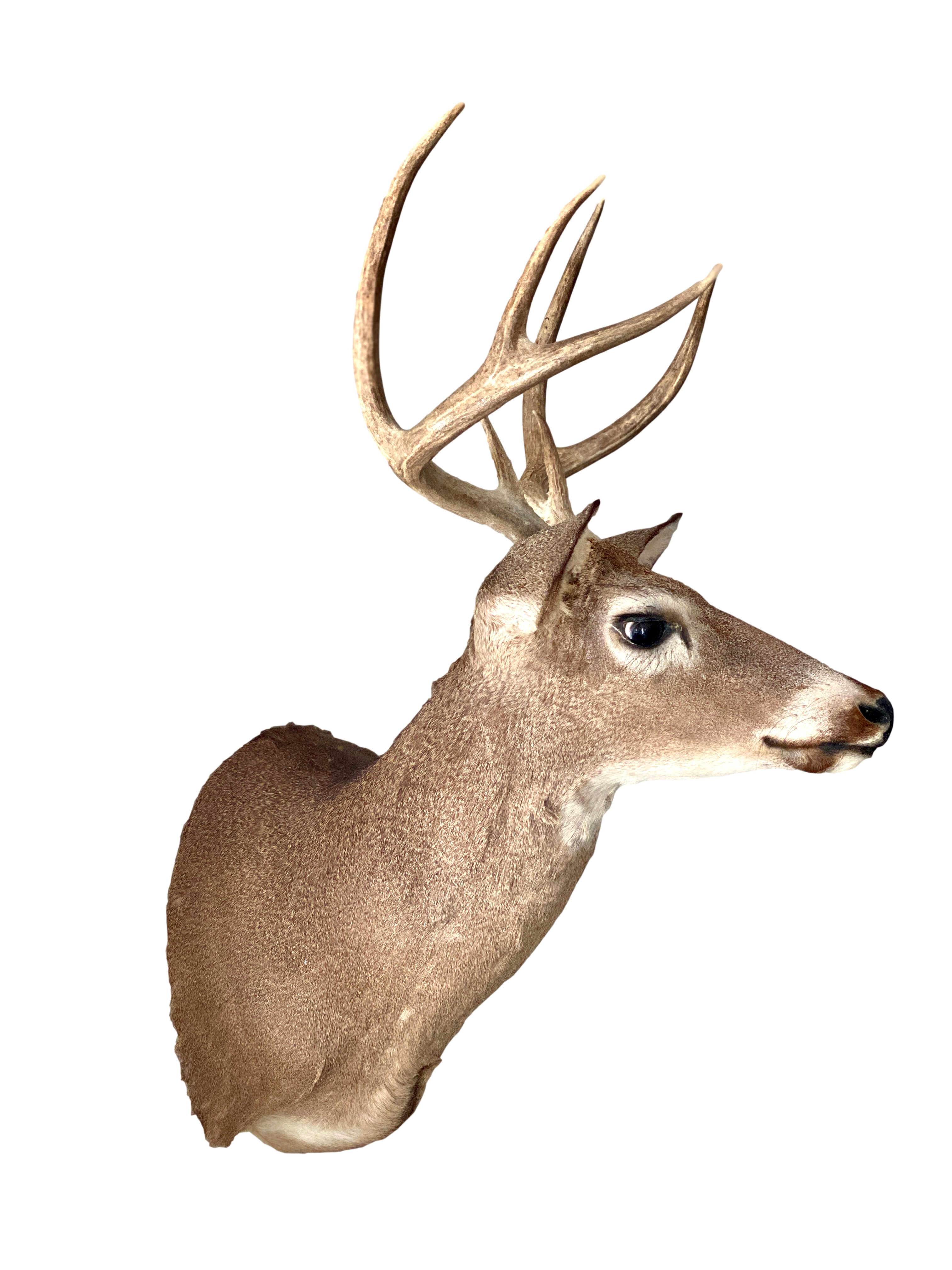 Vintage Taxidermied Shoulder Deer Mount~P77684380