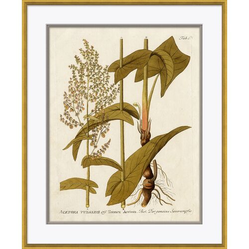 18th Century Botanical Engravings